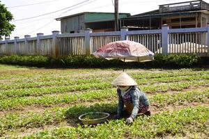 Xây dựng làng rau Thuận Nghĩa thành điểm du lịch bền vững 