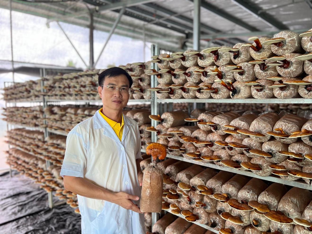 Tạo bóng mát bằng pin năng lượng mặt trời cho cây nấm – 01 giải pháp tăng năng suất và giảm nhiệt độ 2 Tạo bóng mát bằng pin năng lượng mặt trời đem lại năng suất cao cho trại nấm (Ảnh: AM)