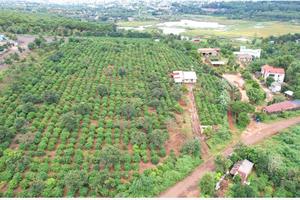 UBND tỉnh Gia Lai khẩn trương khắc phục tình trạng buông lỏng quản lý đất