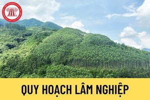 Quy hoạch lâm nghiệp quốc gia: Xây dựng 1 trung tâm giao dịch sản phẩm gỗ quốc tế
