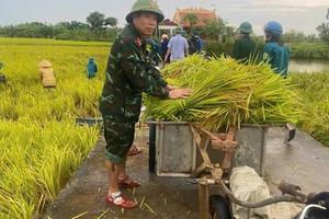 Thanh Hoá: Bộ đội, dân quân gặt lúa giúp dân chống bão Yagi