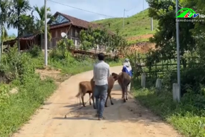 Nhiều quy định về chương trình mục tiêu quốc gia giảm nghèo bền vững chưa được tỉnh Quảng Ngãi thực hiện