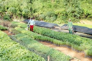 Sơn La: Công ty Lâm nghiệp Phù Yên làm ăn bết bát, lãng phí nguồn lực