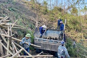 Quảng Ninh: Đồng hành cùng người trồng rừng sau bão

