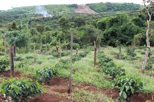 Bố trí 3.000 tỷ vốn ODA để ứng phó với biến đổi khí hậu