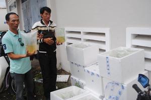 Bị neo tại trạm kiểm dịch, 10 thùng tôm giống chết