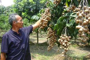 Người dân Hà Nội kiếm tiền tỷ nhờ nhãn chín muộn