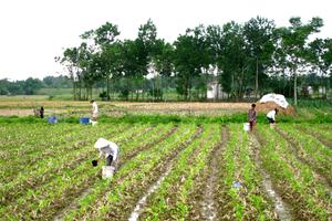 Chuyển công an dấu hiệu phạm tội của Cty Anh Hai Dũng