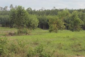 Nhiều sai phạm trong giao đất, giao rừng