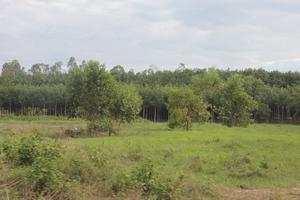 Nhiều sai phạm trong giao đất, giao rừng