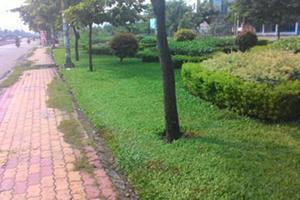 Nạn nhân bị phân khúc, vứt xác bên lề đường là cụ ông 70 tuổi
