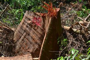 Xâm nhập cung đường gỗ lậu