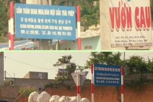 Đóng cửa hoạt động du lịch chích hút mật gấu tại Hạ Long