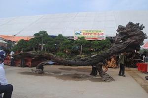 Chậu cây dáng rồng độc đáo giá gần 10 tỷ đồng