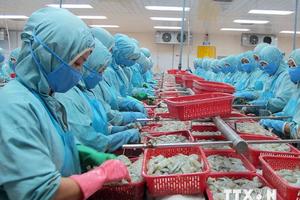 WTO đưa phán quyết với 7 nội dung có lợi cho tôm Việt Nam