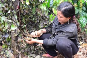 Chặt phá 220 trụ tiêu và thách thức chủ vườn