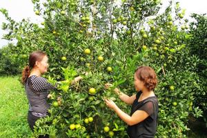 Yêu cầu của bà Chanh không có cơ sở