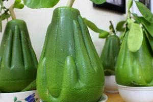 Hợp tác trồng bưởi “bàn tay Phật”