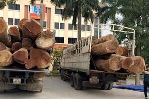 Bắt giữ 2 xe tải chở gỗ không rõ nguồn gốc