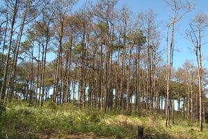 Để mất rừng, nhiều cán bộ bị đình chỉ công tác