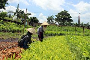 Không để hình thức