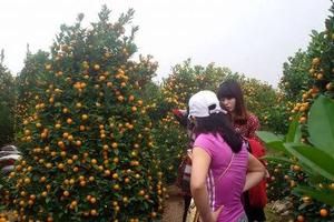 Quất Tứ Liên, Hà Nội: Nơi lỗ vốn, chỗ lãi nửa tỷ