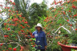 Cây kiểng bông trang chơi tết có giá nghìn đô