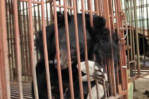 Dùng gấu làm “con tin” đòi tiền “chuộc”