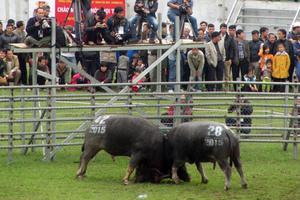 Gần 10 vạn lượt du khách tham dự Hội Chọi trâu