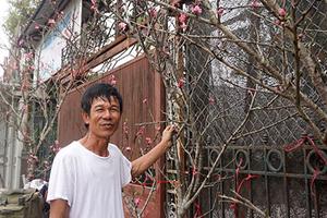 1 triệu đồng một cành đào rừng sau Tết