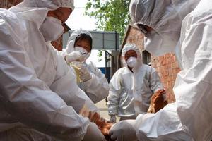 Virus H7N9 biến đổi gien có thể phát triển thành đại dịch ở người