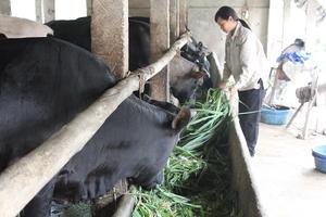 Vay dăm triệu, lời bạc tỷ