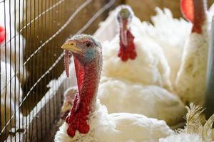 Cúm gia cầm H5N2 lây lan với tốc độ đáng báo động tại Mỹ