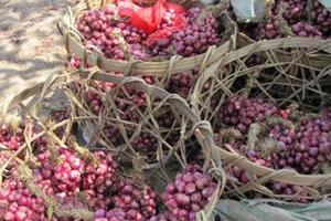 Bộ Công Thương ra công văn hoả tốc cứu hành tím Sóc Trăng