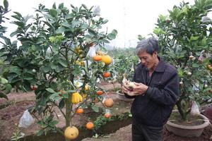 Vườn cây độc nhất vô nhị của lão nông tài ba