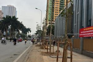 Công bố kết luận thanh tra vụ chặt cây xanh ở Hà Nội