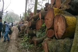 Hà Nội: Xử lý trách nhiệm trong vụ chặt cây xanh trước ngày 30/6