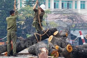 Vụ chặt cây xanh: Sẽ xem xét xử lý trách nhiệm trong tháng Sáu