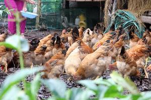 Xử lý cán bộ sai phạm trong vụ cấp gà sai đối tượng ở Quảng Nam