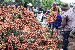 Việt Nam sẽ xuất khẩu lô vải thiều đầu tiên sang Mỹ vào ngày 30/5