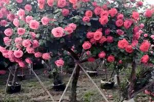 Bỏ 55 triệu mua cây hồng trăm bông đẹp lòng vợ trẻ