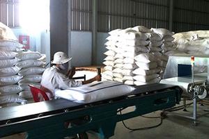 Gạo Việt tắc đầu ra vì phụ thuộc Trung Quốc