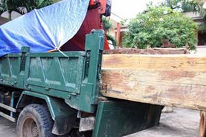 Hạt trưởng Kiểm lâm "dính" gỗ lậu