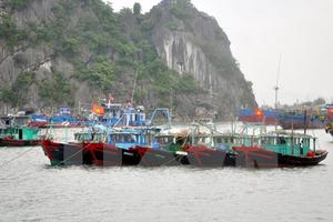 Thái Bình và Quảng Ninh khẩn trương ứng phó cơn bão số 1