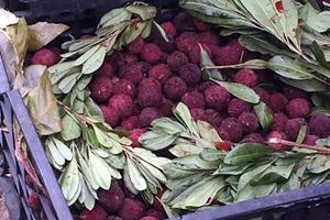 Hà Thành hớ nặng: Thanh mai Trung Quốc 8 ngàn bán 200 ngàn/kg