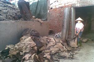 Dân chịu mùi xú uế từ nghề ủ da trâu bò