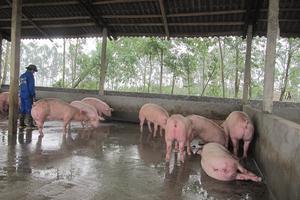 Đưa một số giống ngô biến đổi gen vào canh tác