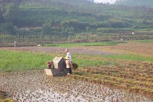 Tham nhũng "phát triển mạnh" trong lĩnh vực nông nghiệp, nông thôn Trung Quốc