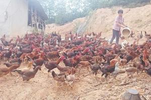 Nguồn vốn Agribank thúc đẩy phát triển kinh tế hộ