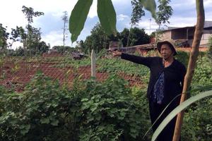 Cưa, chặt cây trong đất bà Nhường - đúng hay sai?